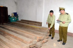 Cán bộ quản lý thị trường Cao Bằng kiểm đếm số gỗ vi phạm. (Ảnh: Quốc Đạt/TTXVN)