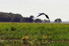 Một góc Vườn quốc gia Tràm Chim. (Nguồn: TTXVN)