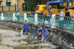 Công nhân vệ sinh môi trường thu gom cá chết tại Hồ Tây. (Ảnh: Mai Linh/TTXVN)