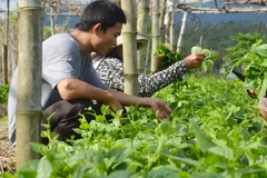 Ảnh minh họa. (Nguồn: TTXVN)