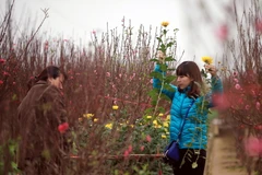 Ảnh minh họa. (Nguồn: TTXVN)