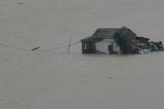 Một nhà dân tại xã Quảng Hải, thị xã Ba Đồn bị nước lũ bao vây. Ảnh chụp lúc 7 giờ sáng 1/11/2016. (Ảnh: Đức Thọ/TTXVN)