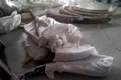 Tang vật một vụ buôn lậu ngà voi. (Ảnh minh họa. Nguồn: TTXVN)