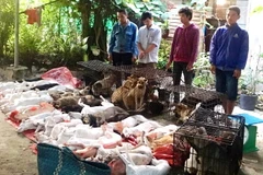 Tây Ninh: Tạm giữ 6 nghi phạm bắt trộm 47 con chó trong một đêm
