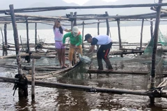  Cá lồng nuôi chết bất thường ở xã Vinh Hiền. (Ảnh: Hồ Cầu/TTXVN)