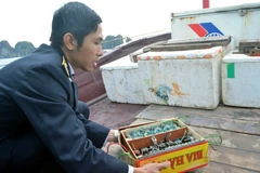 Lực lượng chức thu giữ kích điện cất giấu trên tàu tại khu vực hang Trống (Vịnh Hạ Long). (Ảnh: Văn Đức/TTXVN)