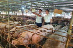 Chăn nuôi lợn chuyển dịch theo hướng giảm chăn nuôi nhỏ lẻ, hộ gia đình, tăng mạnh các hộ chăn nuôi chuyên nghiệp và trang trại quy mô lớn. (Ảnh: PV/Vietnam+)