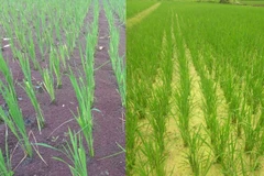 Nuôi, thả bèo hoa dâu trong ruộng lúa. (Ảnh: PV/Vietnam+)