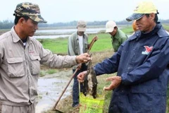 Diệt chuột và bọ chét để phòng, chống dịch hạch xâm nhập Việt Nam 