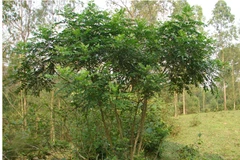 Cây ưng bất bạc. 