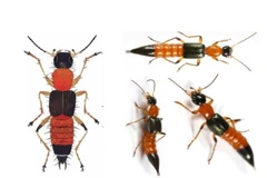 Kiến ba khoang. (Nguồn: vncdc.gov.vn)