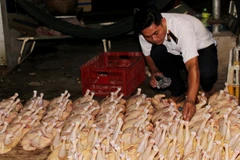 Gà là một mặt hàng được tiêu thụ nhiều trong dịp Tết. (Ảnh: TTXVN)