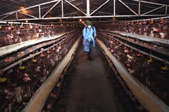 Nhân viên thú y phun thuốc tiêu độc, khử trùng khu vực chăn nuôi gà đẻ trứng quy mô trang trại của một gia đình. (Ảnh: Vũ Sinh/TTXVN)