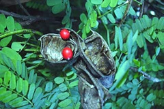 Cam thảo dây. (Nguồn: vi.wikipedia.org)