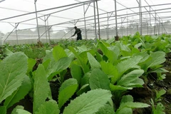 Sản xuất rau sạch trong nhà lưới. (Ảnh: Chương Đài/TTXVN)