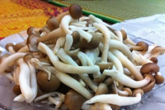 Tổng kiểm tra 12 cơ sở kinh doanh, sản xuất nấm tại Hà Nội