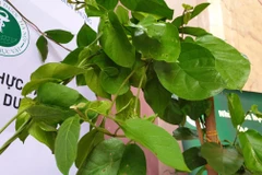 Cây dây thìa canh lá to. 