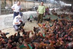 Khuyến cáo các biện pháp phòng lây nhiễm virus A/H5N8 sang người