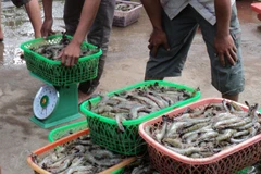 Nhiều mẫu tôm có phát hiện Phenol tại 4 tỉnh miền Trung tiếp tục được theo dõi. (Ảnh minh họa: TTXVN/Vietnam+)