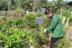 Phát triển kinh tế dược liệu: “Kho báu” khởi đầu từ cộng đồng 