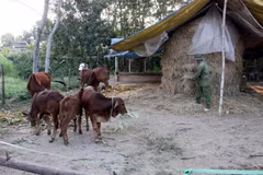 Ảnh minh hoạ. (Ảnh: Quang Cường/TTXVN)