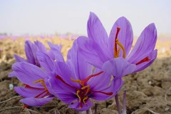Hoa nghệ tây. (Nguồn: Saffron Việt Nam)