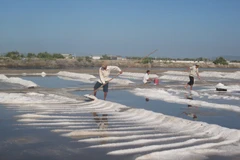 Diêm dân thu hoạch muối. (Ảnh: Hoàng Nhị/TTXVN)