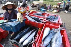 Người dân vận chuyển cá từ biển vào bờ để đi tiêu thụ. (Ảnh: TTXVN/Vietnam+)