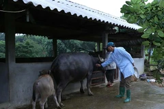 Tăng cường công tác vệ sinh cá nhân, vệ sinh môi trường. (Ảnh: TTXVN/Vietnam+)