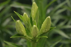 [Photo] Hoa loa kèn khoe sắc trên nhiều tuyến phố 