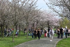 Du khách ngắm hoa anh đào nở rộ tại lễ hội. (Ảnh: THX/TTXVN)