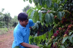 Nhiều giống càphê mới có năng suất, chất lượng cao hơn so với giống cũ được đưa vào trồng đại trà. (Ảnh: Hưng Thịnh/TTXVN)