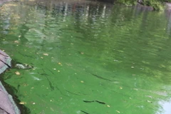 Công ty thoát nước Hà Nội đang tích cực khắc phục, hiện tượng tảo kể trên. (Ảnh: Mạnh Khánh/TTXVN)