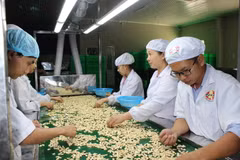 Công nhân chế biến hạt điều tại công ty Phúc An. (Ảnh: K GỬIH/TTXVN)