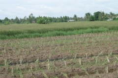 (Ảnh minh họa: Minh Trí/TTXVN)