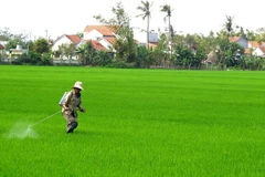 Nông dân xã Hòa An, huyện Phú Hòa, phun thuốc trừ sâu bệnh. (Ảnh: Thế Lập/TTXVN)