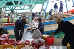 Chuyển cá lên bờ. (Ảnh: Lê Huy Hải/TTXVN)