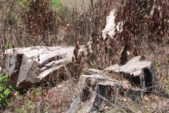 Nhiều gốc cây cổ thụ lớn trong Khu Bảo tồn thiên nhiên Nam Kar bị cưa ngang gốc để lấy gỗ. (Ảnh: Phạm Cường/TTXVN)