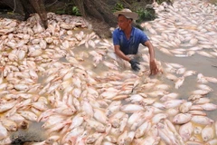 Bước đầu, cơ quan chức năng nhận định tình trạng cá chết hàng loạt là do sự biến đổi bất lợi của môi trường nước. (Ảnh: Lê Xuân/TTXVN)