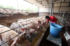 Chủ một trang trại nuôi lợn tại huyện Văn Lâm. (Ảnh: Phạm Kiên/TTXVN)