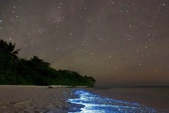 [Photo] "Báu vật" thế giới tuyệt đẹp ẩn giấu dưới đại dương - Kỳ 1