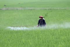 Gần 20 tỷ đồng xây dựng vùng lúa chất lượng cao tại Tây Ninh