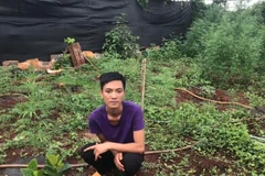 Đối tượng Khoa tại khu vực vườn trồng cây cần sa. (Ảnh: Hồng Điệp/TTXVN)