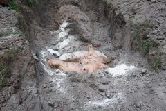 Cơ quan chức năng tiến hành tiêu hủy đàn lợn nhiễm dịch tả lợn châu Phi. (Ảnh: Đậu Tất Thành/TTXVN)