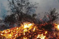 Việc chữa cháy gặp rất nhiều khó khăn do thời tiết nắng nóng kéo dài nhiều tuần nay. Ảnh minh họa. (Ảnh: Đức Thọ/TTXVN)