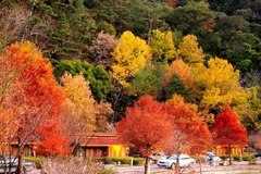 Đến Đài Loan dịp thu để khám phá "Mùa lá phong ngự trị"