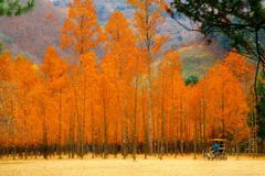 Top 3 điểm đến trong mơ cho dân “săn ảnh” vào mùa thay lá