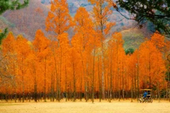 Tour mới đến "đảo tình yêu" Jeju: Khách Việt Nam được miễn visa 