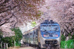 Hàn Quốc nới lỏng chính sách visa cho khách du lịch Việt Nam