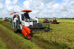 Năng suất lúa Hè Thu tại Cần Thơ tăng vượt mức dự kiến